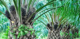 ราคาน้ำมันปาล์มในตลาดโลกปี 61 มีแนวโน้มลดลง