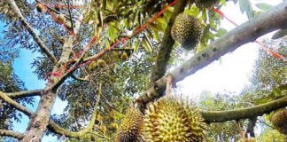 ก.เกษตรเผยผลไม้ภาคตะวันออกปีนี้ลดลงจากปี 60 ร้อยละ 18.25 จากสภาพอากาศแปรปรวน