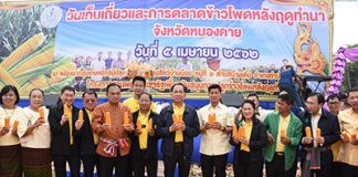 ก.เกษตรฯเผยปลูกข้าวโพดหลังนา สร้างรายได้แก่เกษตรกรมากกว่าปลูกข้าว