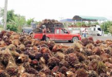 ธ.ก.ส. คาดราคาข้าวเจ้า ยางพารา ข้าวโพด ปาล์มน้ำมัน มันสำปะหลัง เดือน มิ.ย.ต่ำลง