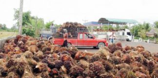 ธ.ก.ส. คาดราคาข้าวเจ้า ยางพารา ข้าวโพด ปาล์มน้ำมัน มันสำปะหลัง เดือน มิ.ย.ต่ำลง