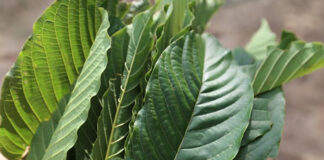 ปลดกระท่อมออกจากยาเสพติด ชาวบ้านซื้อ-ขายได้ไม่ผิด กม. นำเข้า-ส่งออกได้ต้องขออนุญาต