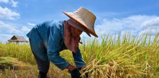 บิ๊กตู่ สั่งดูแลชาวนาราคาข้าวตกต่ำ ด้าน ธ.ก.ส.พร้อมโอนเงินโครงการประกันรายได้งวดแรก 9 พ.ย.นี้