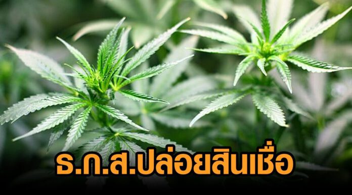รัฐบาลเปิดสินเชื่อ ธ.ก.ส. “ธุรกิจชุมชนสร้างไทย” หนุนเกษตรกรปลูก 3. ก กัญชง กัญชา กระท่อม