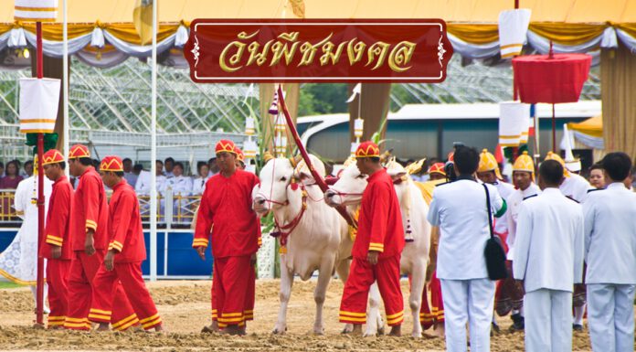 แจก 6 พันธุ์ข้าวทรงปลูกพระราชทาน เนื่องในวันพืชมงคลปีนี้ ติดต่อขอรับได้แล้ว