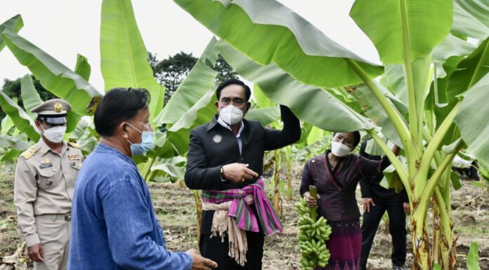 นายกฯ ตรวจเยี่ยมกล้วยไข่แปลงใหญ่ จ.กำแพงเพชร ส่งเสริมเกษตรแปลงใหญ่
