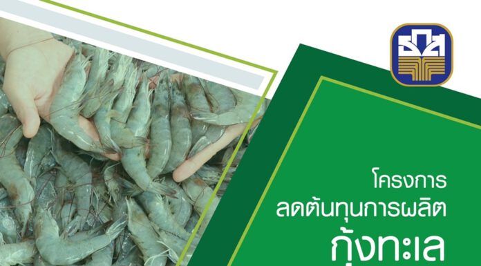ธ.ก.ส. เติมทุนกว่า 3,000 ล้านบาท หนุนเกษตรกรผู้เลี้ยงกุ้งลดต้นทุนการผลิต