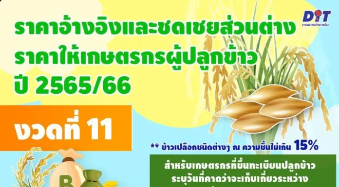 ธ.ก.ส.เตรียมโอนเงิน “ประกันรายได้ข้าว” งวดที่ 11 เป็นของขวัญปีใหม่ชาวนา