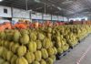 ธปท.ชี้ส่งออกทุเรียนไทยเริ่มมีคู่แข่ง ทุเรียนเวียดนาม-ฟิลิปปินส์เข้าจีนได้แล้ว