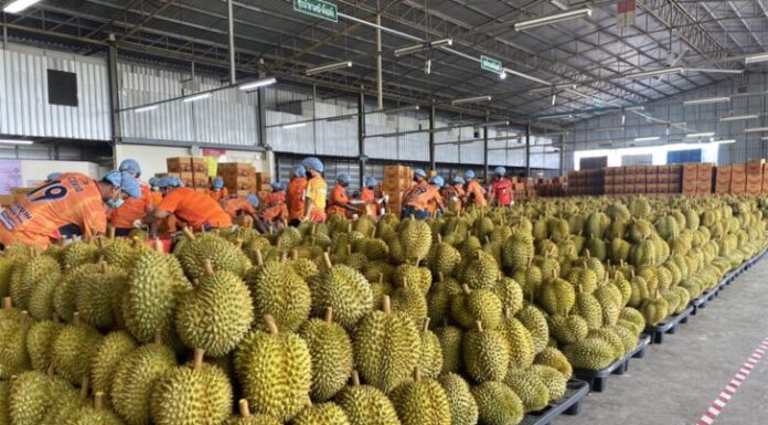 ธปท.ชี้ส่งออกทุเรียนไทยเริ่มมีคู่แข่ง ทุเรียนเวียดนาม-ฟิลิปปินส์เข้าจีนได้แล้ว