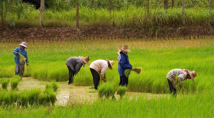 แนะรัฐบาลใหม่ปฏิรูปข้าว-ชาวนาไทย หลัง 10 ปีชาวนาไทยจนเพิ่ม-หนี้ท่วม