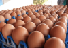 ราคาไข่ไก่ปรับขึ้นอีก 20 สตางค์ แตะ 3.80 บาท/ฟอง แต่ลูกเล็กลง