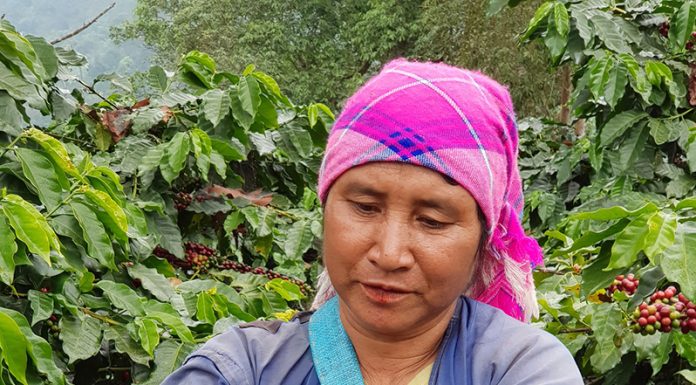 กระทรวงเกษตรฯ หนุนปลูกกาแฟแทนปลูกพืชเชิงเดี่ยวใน 8 จังหวัดภาคเหนือ สร้างโอกาสเพิ่มรายได้เกษตรกร 3 เท่าใน 4 ปี
