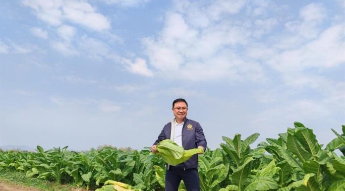 การยาสูบแห่งประเทศไทยขยายเวลารับซื้อใบยาสูบบรรเทาความเดือดร้อน-สร้างความมั่นใจเกษตรกรชาวไร่