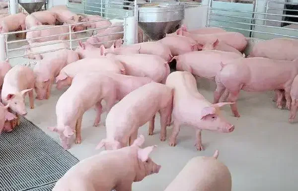 เกษตรกรค้านแนวคิดนำเข้าเนื้อหมูสหรัฐ เสี่ยงกระทบวงจรเลี้ยงหมูพังทั้งประเทศ