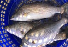 ประกาศขึ้นทะเบียน “ปลากะพงสองน้ำสมุทรปราการ” เป็นสินค้า GI