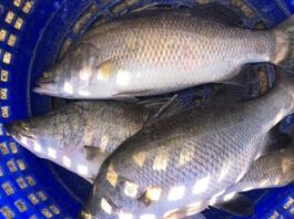 ประกาศขึ้นทะเบียน “ปลากะพงสองน้ำสมุทรปราการ” เป็นสินค้า GI