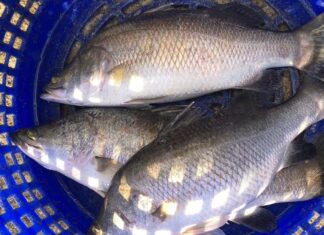 ประกาศขึ้นทะเบียน “ปลากะพงสองน้ำสมุทรปราการ” เป็นสินค้า GI