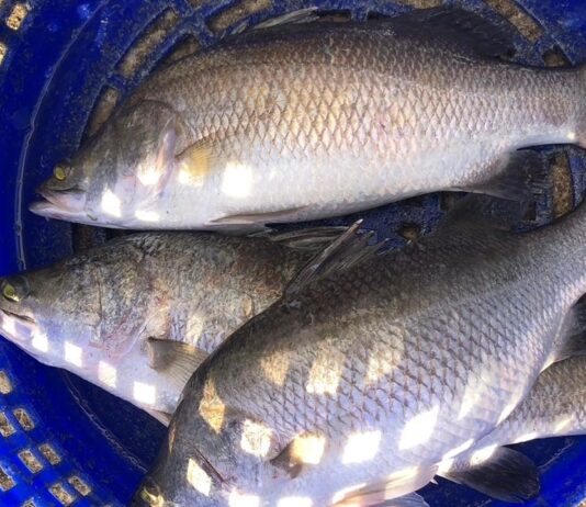 ประกาศขึ้นทะเบียน “ปลากะพงสองน้ำสมุทรปราการ” เป็นสินค้า GI